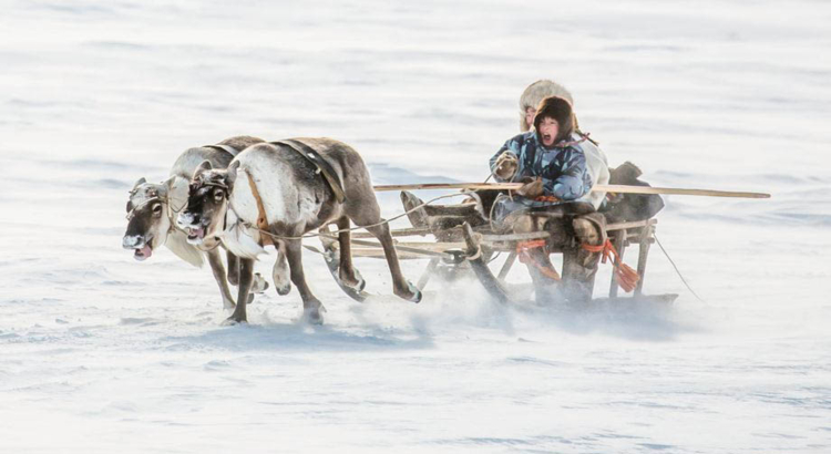 Russland Sibirien Rentiergespann